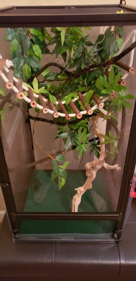 Chameleon Cage Setup Ideas, Veiled Chameleon Enclosure, Chameleon Enclosure Ideas, Chameleon Habitat, Crested Gecko Vivarium, Chameleon Terrarium, Chameleon Enclosure, Leopard Gecko Cute, Gecko Vivarium