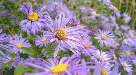 17 Native Plants For Tennessee Gardens Tennessee Plants, Native Pennsylvania Plants, Native Plant Garden Tennessee, Tennessee Garden, Native Plant Garden Northeast Us, Christmas Fern, Fringe Tree, Wild Geranium, Eastern Redbud