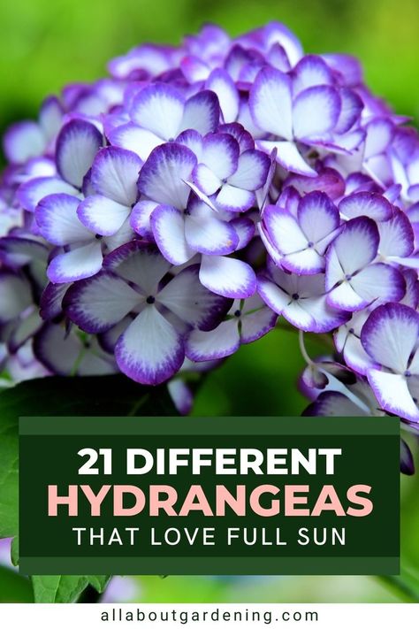 Full Sun Hydrangea, Hydrangea Plant Care, When To Prune Hydrangeas, Flower Planting Guide, Full Sun Shrubs, Hydrangea Landscaping, Big Leaf Hydrangea, Types Of Hydrangeas, Hydrangea Varieties