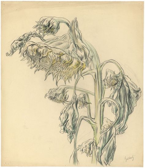 Karl Hubbuch – Withered Sunflower, Watercolor and litho crayon on solid paper, circa 1923 Withered Flower Drawing, Wilting Sunflower Tattoo, Iu Anime, Withering Sunflower, Withered Sunflower, Wilted Flower Illustration, Wilted Sunflower Drawing, Wilted Sunflower, Sunflower Watercolor