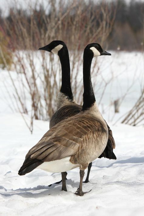 Snow Geese Photography, Goose Breeds, Geese Photography, Geese Breeds, Canadian Geese, Wild Geese, Goose Hunting, Canada Geese, Coastal Birds