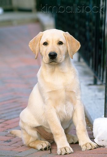 yellow lab. I said I'd never get a big dog, but this makes me re-think.  #puppy  #dog  #puppylife  #puppylove  #doggytheworld #goldenretrievers  #goldenretrievertoday Labrador Yellow, Dogs Labrador, Labrador Noir, Puppy Sitting, Yellow Labrador Retriever, Black Labrador Retriever, 강아지 그림, Lab Dogs, Labrador Retriever Puppies