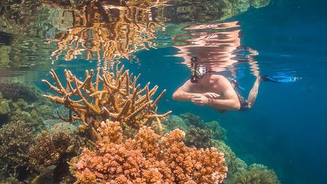 Best Snorkeling in Fiji/Ocean Ventures Fiji/Savusavu, Fiji Fiji Snorkeling, Savusavu Fiji, Travel Fiji, Fiji Fashion, Fly To Fiji, Fiji Culture, Fiji Food, Fiji Beach, Best Snorkeling