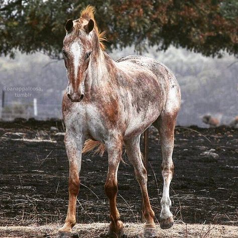 VARNISH RED ROAN APPALOOSA - WOW! trying to find a name Roan Appaloosa, Animal Poses, Horse Markings, Rare Horses, Horse Boarding, Horse Aesthetic, Most Beautiful Horses, Appaloosa Horses, All The Pretty Horses