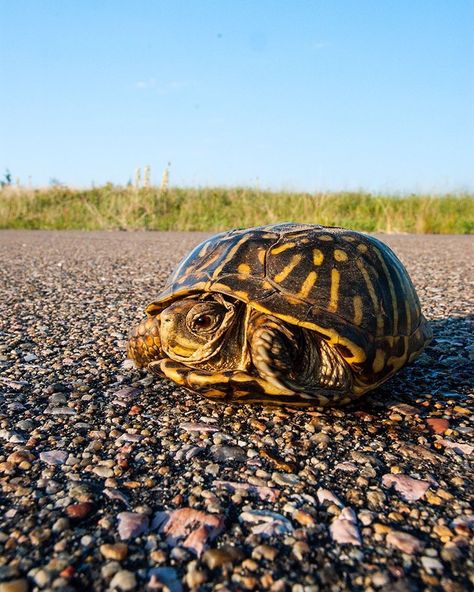 e careful not to run over Ornate Box Turtles out west - they like to cross the roads during summer! #NEGameandPark Ornate Box Turtle, Sea Pancake, Box Turtles, Pygmy Marmoset, 10 Animals, Small Lizards, Amazing Frog, Best Pc Games, Habitat Destruction