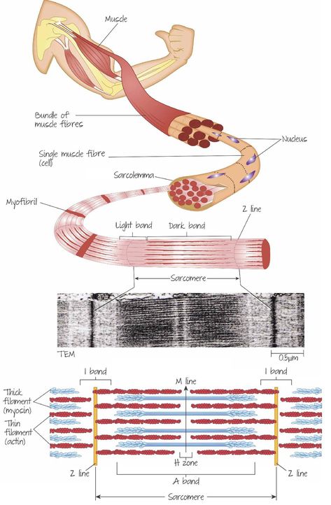 Sliding Filament Theory, Animal Physiology, Human Body Vocabulary, Nervous System Anatomy, Skull Anatomy, Physical Therapy Assistant, Studying Memes, Studying Medicine, Study Biology