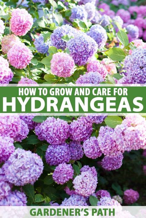 How To Grow Hydrangeas, Hydrangea Care, Growing Hydrangeas, Hydrangea Garden, Planting Hydrangeas, Future Garden, Outdoor Flowers, Flowering Shrubs, English Rose