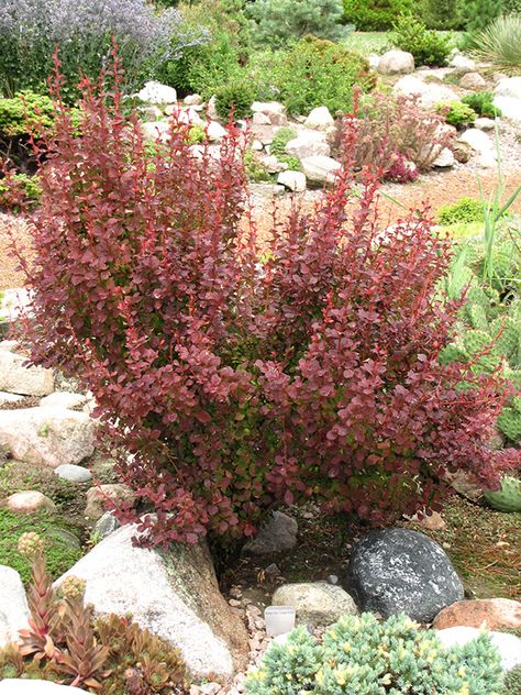 Orange Rocket Barberry, Berberis Thunbergii, Japanese Barberry, Low Maintenance Shrubs, Plant Tags, Wild Plants, Landscaping Plants, Landscape Trees, Types Of Soil