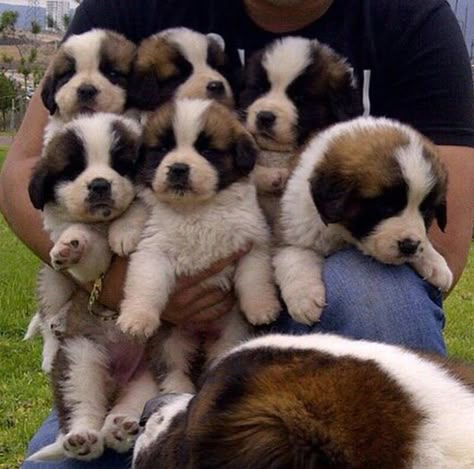 St Bernard St Bernard Puppies, Saint Bernard Puppies, St Bernard Dog, Saint Bernards, St Bernard Puppy, Cute Puppy Breeds, St Bernards, St Bernard Dogs, Bernard Dog