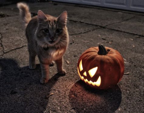 Autumn Cozy Fall Cats, Chat Halloween, Season Of The Witch, Autumn Cozy, Autumn Aesthetic, Samhain, Cats Meow, Pretty Cats, A Pumpkin