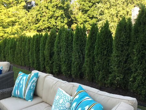 Backyard Landscaping Privacy Trees, Trees Lining Fence Backyards, Juniper Trees For Privacy, Tree Lined Fence Backyards, Tree Privacy Wall, Privacy Landscaping Southern California, Tall Privacy Trees Along Fence, Big Trees In Backyard, Privacy Trees Front Yard