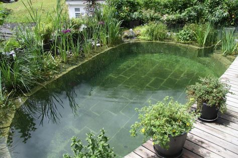 Residential architecture meets nature's grand design in these chemical-free swimming pools and water gardens. Swimming Pool Pictures, Swimming Pool Pond, Natural Swimming Ponds, Small Swimming Pools, Swimming Pond, Natural Pond, Natural Swimming Pools, Luxury Pools, Natural Swimming Pool