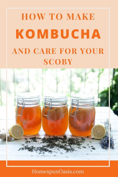 How to Make Kombucha & Care For Your SCOBY | How to make homemade Kombucha for beginners, including info on SCOBY care, second ferment, SCOBY hotel and more! Kumbacha Recipe How To Make, Homemade Kumbacha, Kumbacha Recipe, Fermented Soda, Homestead Plans, Beans Recipe Healthy, Fermented Beverages, Living Cheap, Make Your Own Kombucha