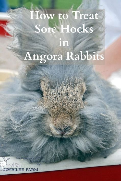 Sore hocks are a common ailment of cage raised rabbits. Here's how to resolve them so that the bunny is happy and healthy. Bunny Breeding, Rabbit Husbandry, Homestead Rabbits, French Angora Rabbit, Homesteading Inspiration, Homestead Livestock, English Angora Rabbit, Fiber Animals, Angora Bunny