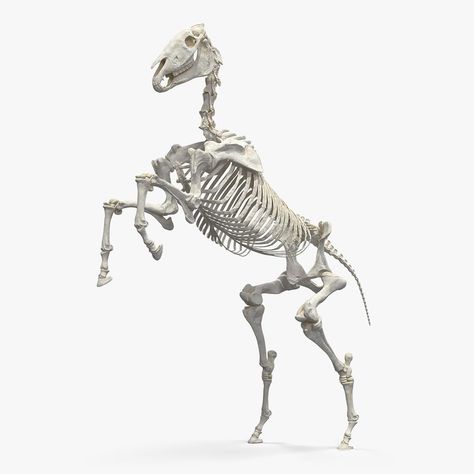 Horse Bones, Horse Skeleton, Strawberry Limeade, Horse Skull, Rearing Horse, Skull Reference, Skeleton Anatomy, Skeleton Drawings, Equestrian Statue