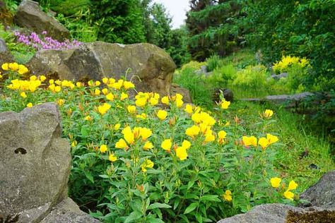 Best Ground Cover Plants, Oenothera Biennis, Late Morning, Biennial Plants, Flower Stem, Ground Cover Plants, How To Attract Birds, Wildflower Garden, Native Garden