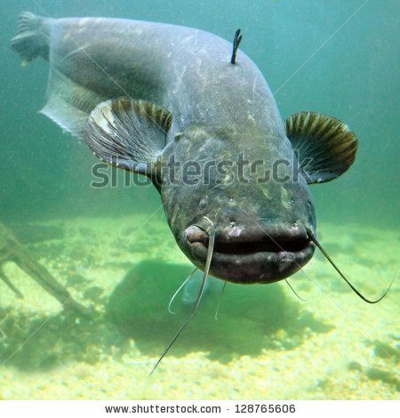 Wels Catfish, Ikan Air Tawar, Catfish Fishing, Aquatic Ecosystem, Underwater Photos, Invasive Species, Silly Animals, Freshwater Fish, Big Fish