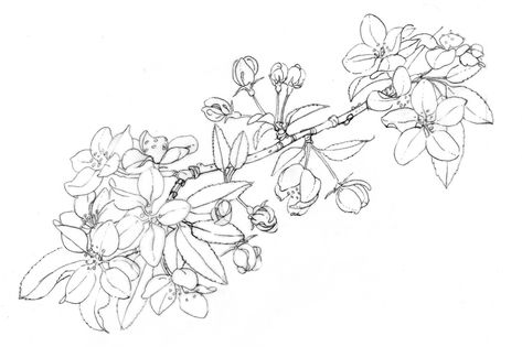 crab apple blossoms Apple Blossom Branch Tattoo, Apple Blossoms Drawing, Crab Apple Blossom Tattoo, Apple Blossom Flower Drawing, Apple Blossom Tattoos, Crab Apple Flower, Henna Elephant, Geometric Wolf Tattoo, Mountain Sketch