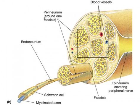 Nerve fibers of the peripheral nervous system are myelinated, consisting of Schwann cells. Each fiber is surrounded by the endoneurium consisting of loose connective tissue. The fibers are gathered in bundles called fascicles and each fascicle is wrapped in the perineurium. The perineurium is composed of overlapping epithelium-like cells. Several fascicles also bundle together and wrapped in the epineurium which consist of dense irregular tissue and protects the nerve from stretching and injury. Spinal Nerves Anatomy, Loose Connective Tissue, Nervous System Anatomy, Nerve Anatomy, Ulnar Nerve, Peripheral Nervous System, Basic Anatomy And Physiology, Nerve Fiber, Spinal Nerve