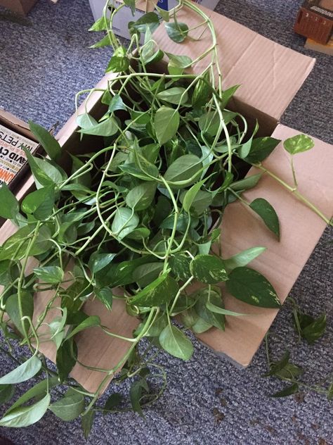 How To Pack Plants When Moving, Moving Plants Long Distance, Tips For Moving To A New State, Things To Consider When Moving Out Of State, Moving Out Memes Funny, Moving Plants, House Shifting, Urban Jungle, Yard Landscaping