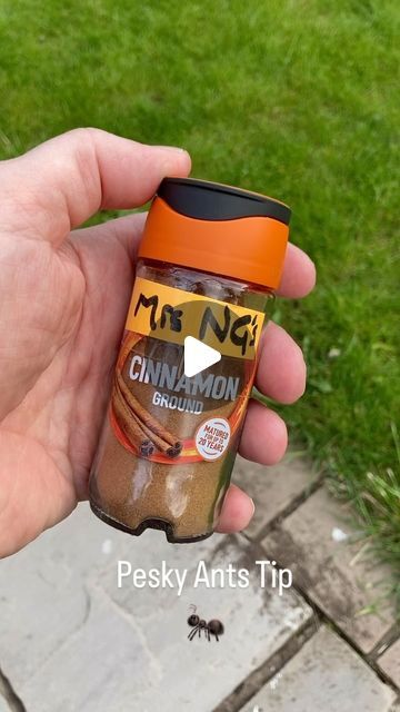 Im_no_gardener on Instagram: "How to get rid of pesky ants naturally #cinnamon #groundcinnamon #ant #ants #pesky #peskyants #anthack #gardeninsects #insects #antrepellant #insectrepellent #coverage" Keep Ants Out Of House, How To Kill Ants, How To Get Rid Of Ants In The House, How To Get Rid Of Ants, Ant Repellent Diy Indoor, Ants In House Get Rid Of, Ants Repellent Diy, Repellent Diy, Ant Spray