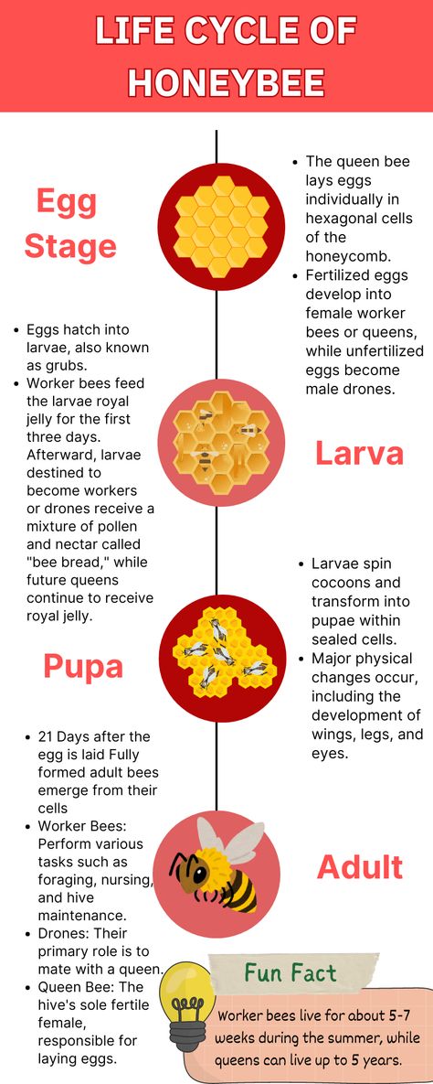 #Honeybee #BeeLifeCycle #NatureLovers #insects #Pollinators #Beekeeping #SaveTheBees Insect Life Cycle, Bee Life Cycle, Save The Bees, Life Cycle, Bee Keeping, Life Cycles, Insects, Cycling