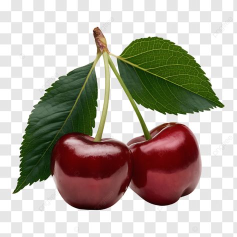 isolated fresh cherry with green leaves fresh cherry cherry cherry with green leaves png Leaves Png, Fresh Cherry, Cherry Cherry, Fresh Cherries, Transparent Image, Png Transparent, Png Image, Green Leaves, Cherry