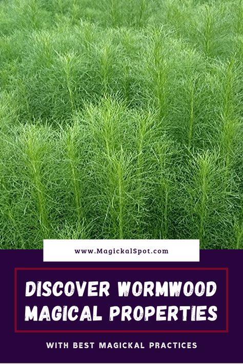 Here's everything you need to know about Wormwood Magical Properties and its significance in the witchcraft. I've also included a few best magickal practices! Enjoy! #wormwood #herbs #witch #witchcraft Worm Wood Herb Benefits, Wormwood Witchcraft, Coriander Magical Properties, Wormwood Benefits, Sweet Wormwood, Herbs Witch, Medicine Recipes, Magical Flowers, Herbal Essence