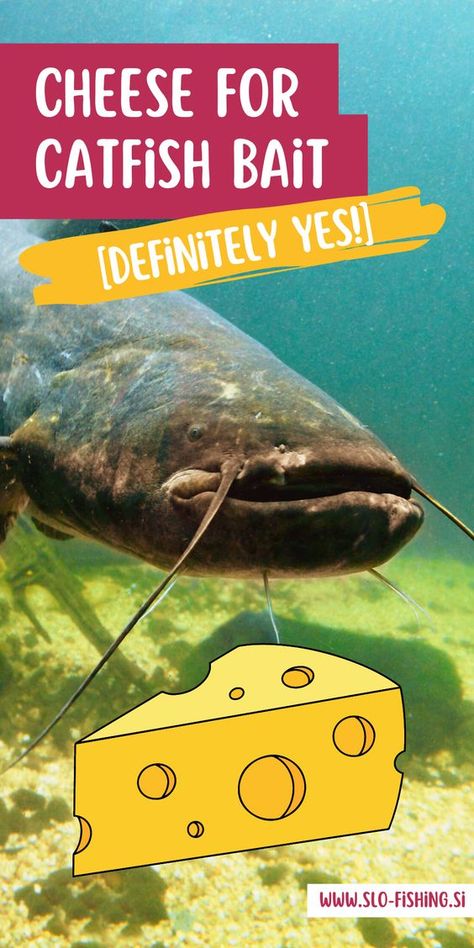 Do you want to catch more catfish on your next fishing trip? Then you need to give cheese a try! Believe it or not, cheese is actually a great bait choice for those looking to snag some catfish. Discover the best types of cheese to use, plus tips for catching more catfish with cheese bait. Click on the pin to read the full blog post and learn how to use cheese for the best catfish bait. #fishingtips #catfishbait #cheesebait Catfish Trap, Catfishing Tips, Homemade Catfish Bait, Best Catfish Bait, Tuscan Salmon Recipe, How To Catch Catfish, Tuscan Salmon, Homemade Fishing Lures, Diy Cheese