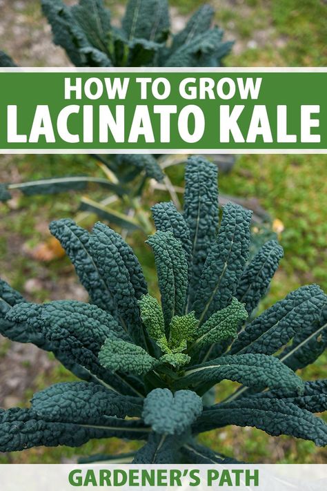 Lacinato kale is a healthy, delicious, and easy to grow crop that deserves a place in the garden. Also known as Dinosaur or Tuscan kale, this plant has long blueish green leaves that are as ornamental as they are tasty. Learn how to grow this cruciferous leafy green vegetable now. #dinosaurkale #lacinato #gardenerspath Kale Plant How To Grow, Scrap Garden, Backyard Hacks, Homegrown Vegetables, Lacinato Kale, Growing Vegetables At Home, Kale Plant, Dinosaur Kale, Beginners Gardening