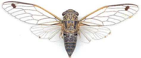 cicada open wings - Google Search Tattoo Ideas Animals, Wings Ideas, Cicada Art, Cicada Tattoo, Nature Tattoo Ideas, Mother Nature Tattoos, Nature Tattoo Sleeve, Bee Wings, Beetle Wings