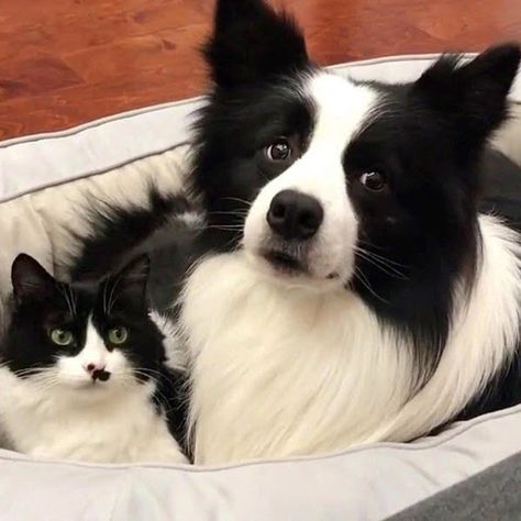 Matching Cat and Dog Are Inseparable Best Friends Who Do Everything Together Cat And Dog Together, Animal Duos, Matching Cat, Black And White Kittens, Dog Match, Dog Best Friend, Black And White Dog, Pet Photographer, White Kittens