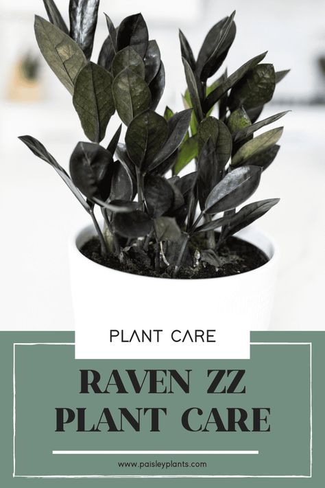 Raven Plant, Zz Raven, Raven Zz Plant, Easiest Plants To Grow, Zz Plant Care, Plant Care Guide, Plant Care Tips, Trendy Plants, Easy Plants To Grow