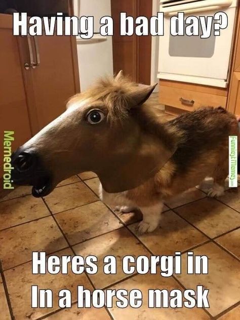 Corgi Meme, Funny Animal Pics, Dog Meme, Bestest Friend Quotes, Cute And Funny Animals, Funny Dog Memes, Guide Dog, Bestest Friend, Puppy Care