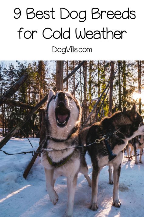 Looking for the best dog breeds for cold weather? We've got you covered! Read on for the top 9 breeds that can handle a chilly environment! Winter Dog House, White Dog Breeds, Cold Weather Dogs, Winter Tips, Dog Breeds List, Scary Dogs, Group Of Dogs, Loyal Dogs, Bear Dog