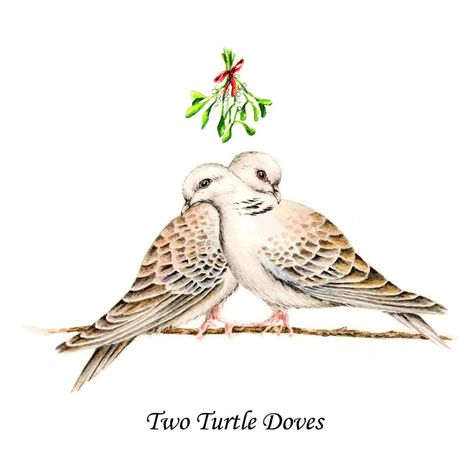 Second Day Of Christmas, Grey Partridge, Two Turtle Doves, 12 Days Of Xmas, Turtle Doves, The 12 Days Of Christmas, My True Love, Bird Watercolor Paintings, Turtle Dove