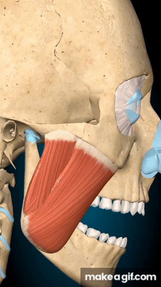 Masseter Muscle, Animated Anatomy, Basic Anatomy And Physiology, Human Body Anatomy, Muscle Anatomy, Abs And Cardio Workout, Make A Gif, Sprained Ankle, Clinic Design