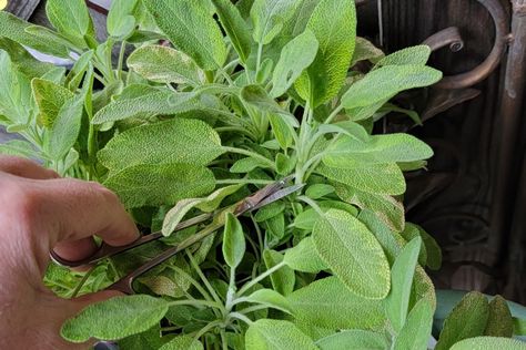 How to Prune Sage for Big, Bushy Plants – A Quick Guide Sage Plants, Grow Lemongrass, Growing Sage, Easy Herbs To Grow, Growing Rosemary, Sage Plant, Lavender Herb, Harvesting Herbs, Sun Loving Plants