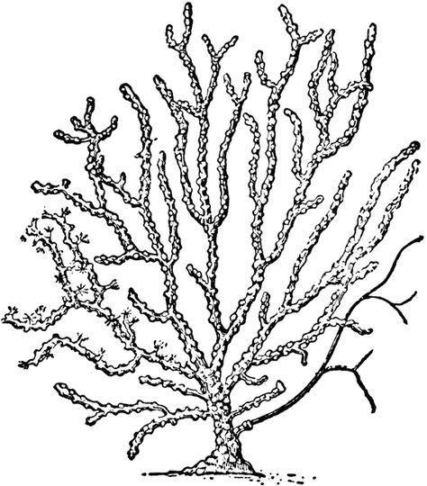 Sea-fan Coral Reef Pictures, Coral Reef Drawing, Coral Tattoo, Sea Fan Coral, Tupac Art, Fan Coral, Fan Tattoo, Ocean Coral, Sea Fan