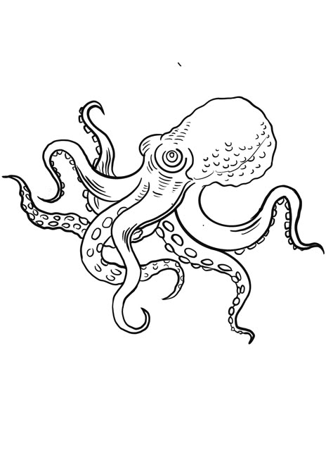 Traditional Tattoo Outline, Octopus Coloring Page, Octopus Tattoo Design, Octopus Tattoos, Tattoo Pictures, Old School Tattoo Designs, Octopus Tattoo, Octopus Art, Tattoo Portfolio