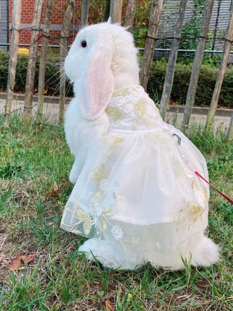 Mika in ivory embroidered tulle wedding dress    #bunny #petfashion #bunnylove #dogfashion #rabbitlover Human Meat, Bunny Wedding, Embroidered Lace Wedding Dress, Wedding Dress Embroidered, Wedding Dress Tulle Lace, Bunny Dress, Wedding Pets, White Bunny, Pet Dress