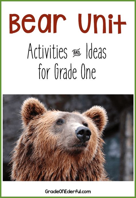 Bear Freebies from my Week. Lots of ideas and freebies for a bear unit in a first grade class. #bears #learningaboutbears #bearfreebies #gradeonederful Fat Bear Week Craft, Bear Lessons For Kindergarten, Bear Unit Kindergarten, Bear Science Activities, Fat Bear Week, Bear Unit Study, Bear Activities, Bear Habitat, Nature Club