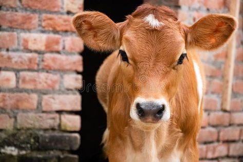 Cow Front View, Country Vibes, Cow Face, Old Faces, Collage Ideas, Cow Calf, Standing Alone, Baby Cows, Animal Photos