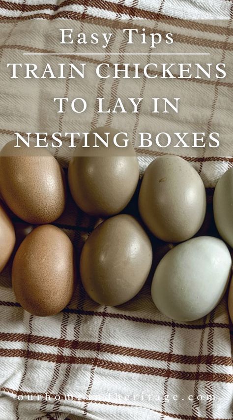 How Many Nesting Boxes For Chickens, Best Laying Hens, Nesting Boxes For Chickens, Chicken Laying Boxes, What To Feed Chickens, Barred Rock Chickens, Training Chickens, Chicken Boxes, Best Egg Laying Chickens