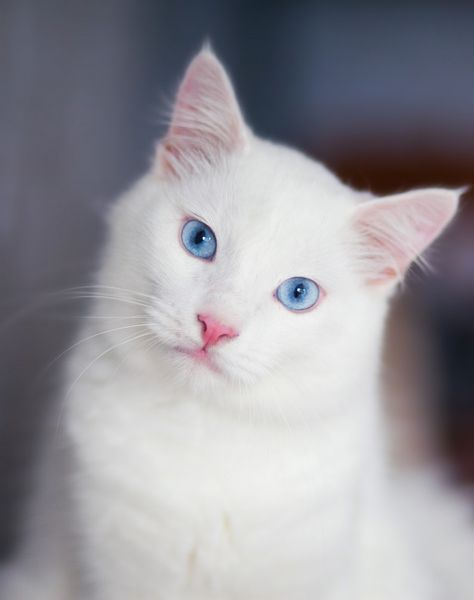 Close-up portrait of a fluffy white cat ... | Premium Photo #Freepik #photo #blue White Cat With Blue Eyes, White Cat Breeds, Silver Tabby Cat, Ragdoll Cat Breed, Cat Outline, Bengal Kitten, Cat With Blue Eyes, Cat Hiding, Ragdoll Kitten