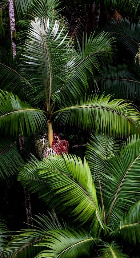 Palm Island, Walking In The Rain, Tropical Theme, Tropical Art, Tropical Vibes, Tropical Islands, Tropical Garden, Tropical Paradise, In The Forest