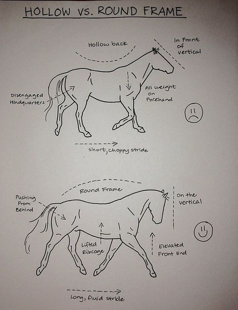 THE HOLLOW VS. ROUND FRAME- yep...definitely need to work with my horse on this! He looks exactly like the top picture:( Draw A Horse, Horse Lessons, Horse Exercises, Horse Facts, Horse Info, Horse Riding Tips, Horse Anatomy, Horse Camp, Horse Training Tips