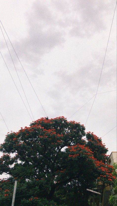 Flowers, Red, Nature