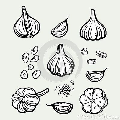 Incomplete Drawing, Garlic Drawing, Garlic Tattoo, Tats Ideas, Garlic Festival, Woodcut Tattoo, Fruit Tattoo, Drawing Sheet, Procreate Art