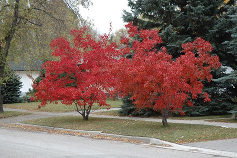 Flame Amur Maple - Acer ginnala "Flame" Acer Ginnala, Amur Maple, Landscape Nursery, Red Trees, Red Maple Tree, Ornamental Trees, Shade Trees, Maple Tree, Deciduous Trees